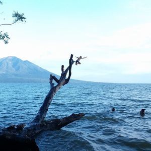 Meet your Posher, Joey